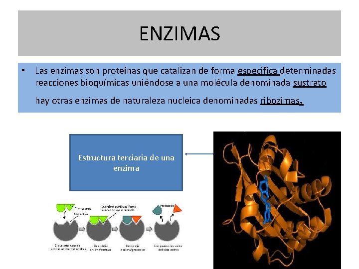 ENZIMAS • Las enzimas son proteínas que catalizan de forma especifica determinadas reacciones bioquímicas