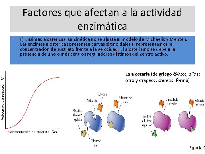 Factores que afectan a la actividad enzimática • F) Enzimas alostéricas: su cinética no