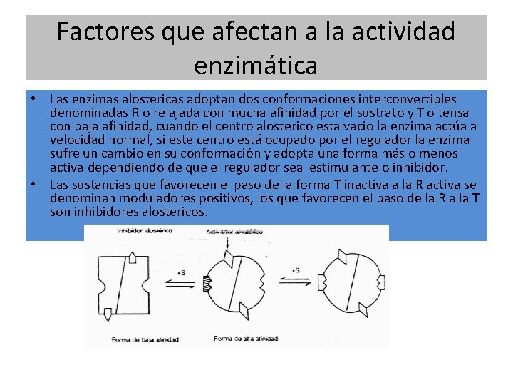 Factores que afectan a la actividad enzimática • Las enzimas alostericas adoptan dos conformaciones