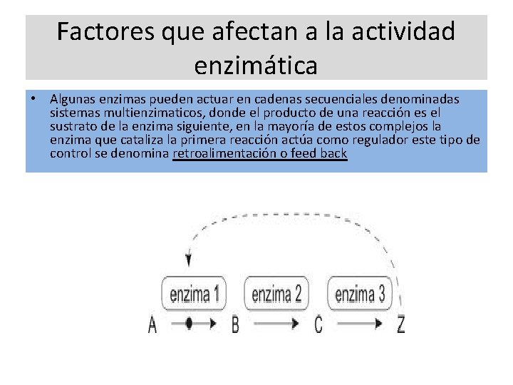 Factores que afectan a la actividad enzimática • Algunas enzimas pueden actuar en cadenas