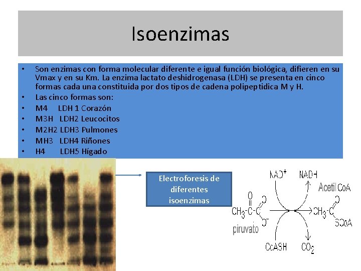 Isoenzimas • • Son enzimas con forma molecular diferente e igual función biológica, difieren