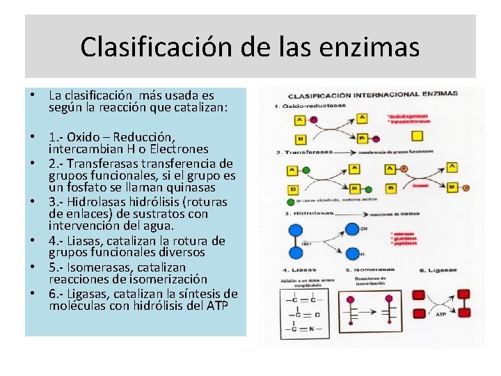 Clasificación de las enzimas • La clasificación más usada es según la reacción que