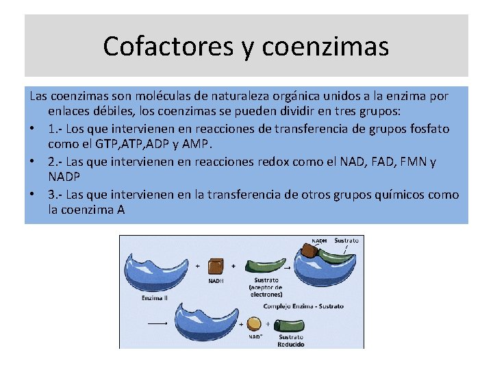 Cofactores y coenzimas Las coenzimas son moléculas de naturaleza orgánica unidos a la enzima