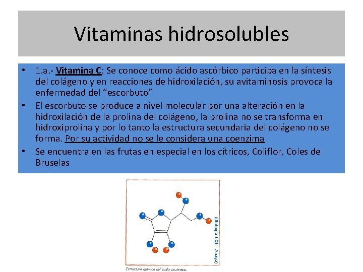 Vitaminas hidrosolubles • 1. a. - Vitamina C: Se conoce como ácido ascórbico participa