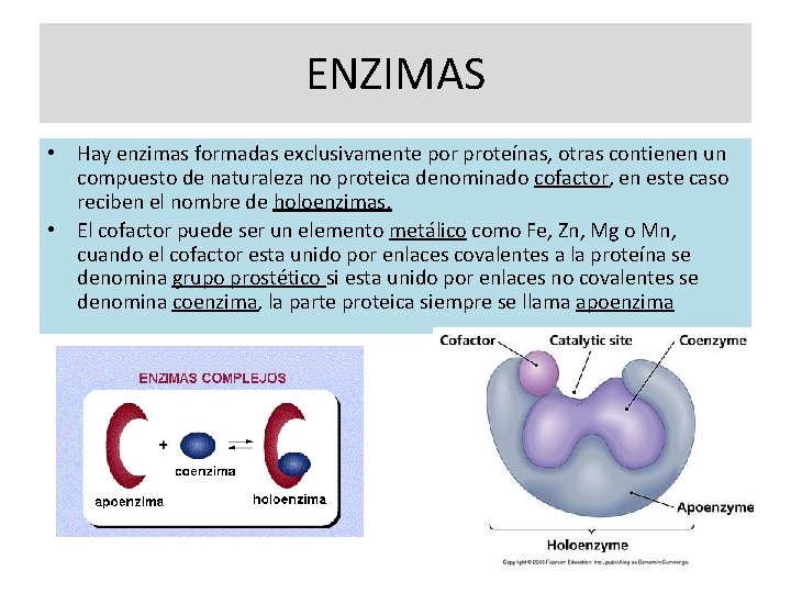 ENZIMAS • Hay enzimas formadas exclusivamente por proteínas, otras contienen un compuesto de naturaleza