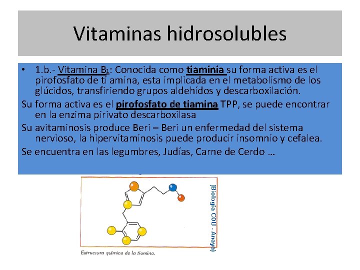Vitaminas hidrosolubles • 1. b. - Vitamina B 1: Conocida como tiaminia su forma