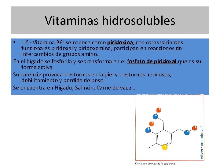 Vitaminas hidrosolubles • 1. f. - Vitamina B 6: se conoce como piridoxina, con
