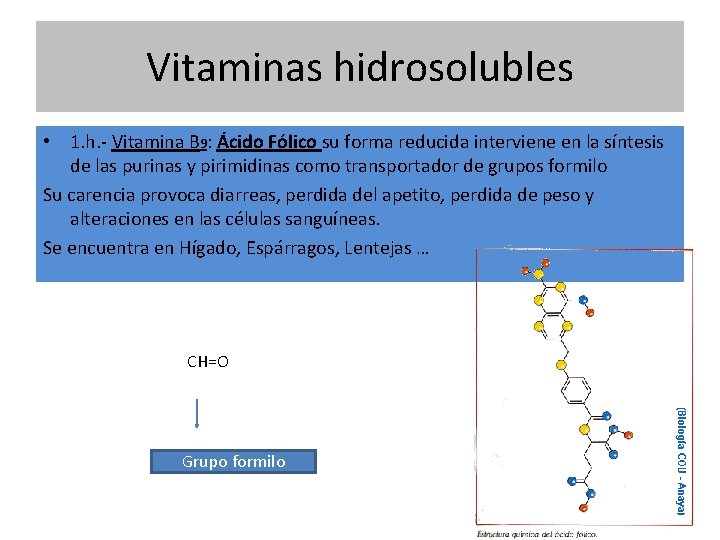 Vitaminas hidrosolubles • 1. h. - Vitamina B 9: Ácido Fólico su forma reducida