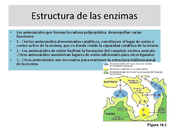 Estructura de las enzimas • • Los aminoácidos que forman la cadena polipeptidica desempeñan