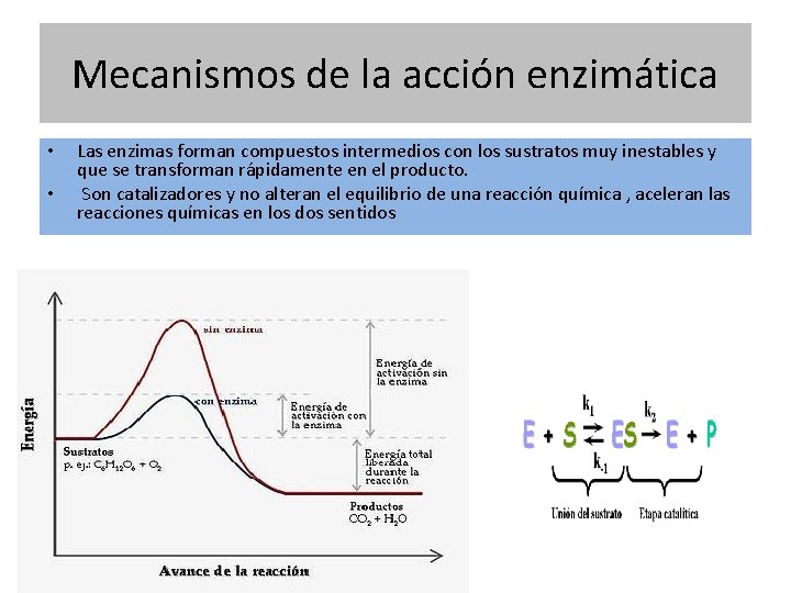 Mecanismos de la acción enzimática • • Las enzimas forman compuestos intermedios con los