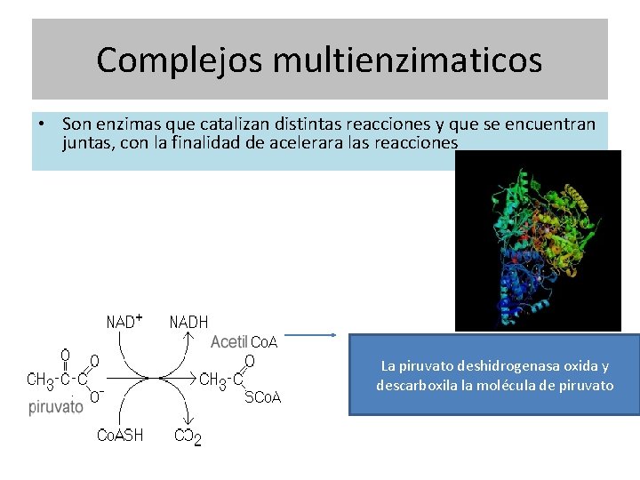 Complejos multienzimaticos • Son enzimas que catalizan distintas reacciones y que se encuentran juntas,