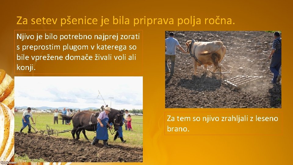 Za setev pšenice je bila priprava polja ročna. Njivo je bilo potrebno najprej zorati Za setev pšenice je bila priprava polja ročna. Njivo je bilo potrebno najprej zorati