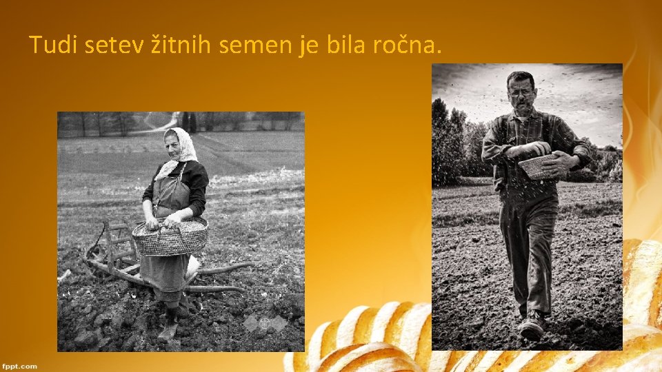 Tudi setev žitnih semen je bila ročna. Tudi setev žitnih semen je bila ročna.