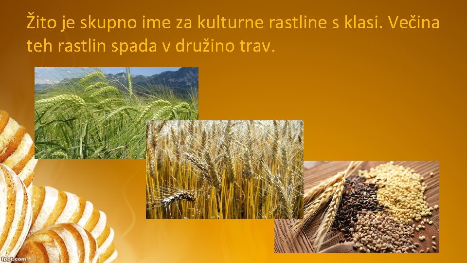 Žito je skupno ime za kulturne rastline s klasi. Večina teh rastlin spada v Žito je skupno ime za kulturne rastline s klasi. Večina teh rastlin spada v