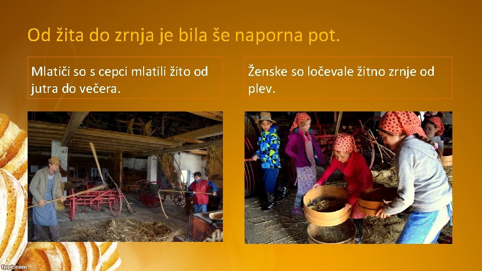 Od žita do zrnja je bila še naporna pot. Mlatiči so s cepci mlatili Od žita do zrnja je bila še naporna pot. Mlatiči so s cepci mlatili