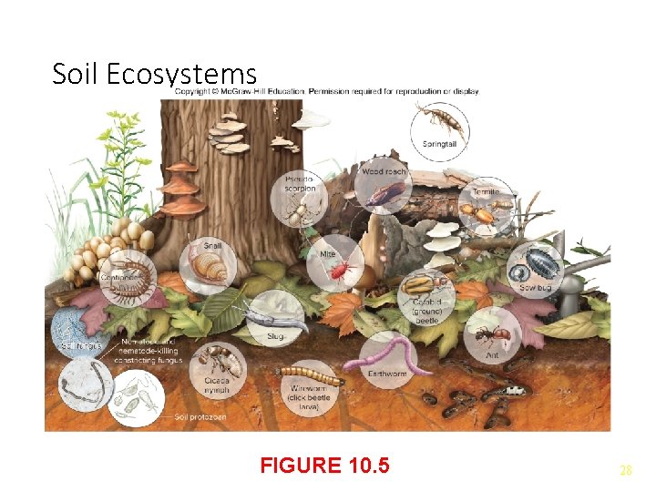 Soil Ecosystems FIGURE 10. 5 28 