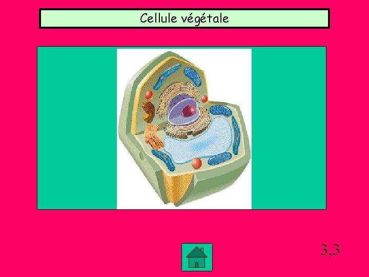 Cellule végétale 3, 3 Cellule végétale 3, 3