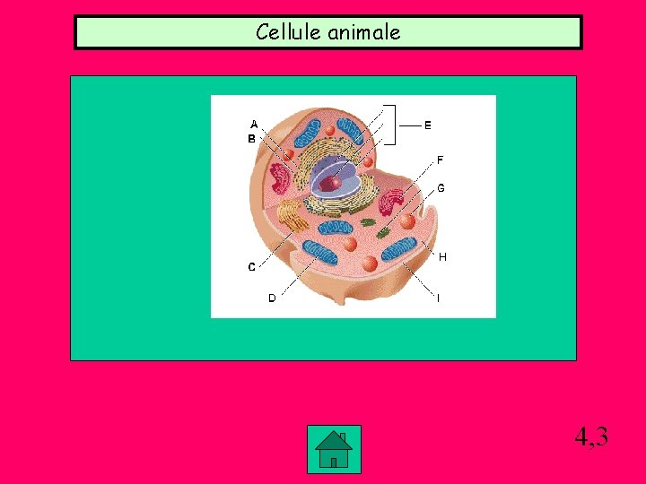 Cellule animale 4, 3 Cellule animale 4, 3