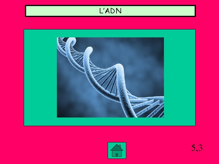 L’ADN 5, 3 L’ADN 5, 3