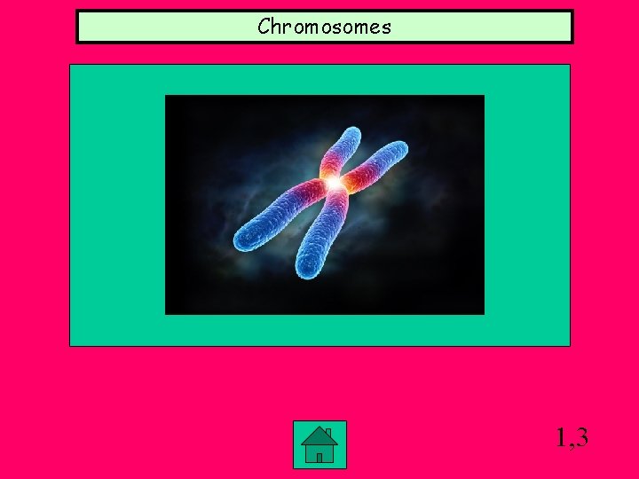 Chromosomes 1, 3 Chromosomes 1, 3