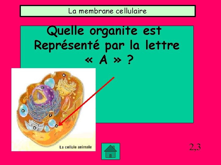 La membrane cellulaire Quelle organite est Représenté par la lettre « A » ? La membrane cellulaire Quelle organite est Représenté par la lettre « A » ?