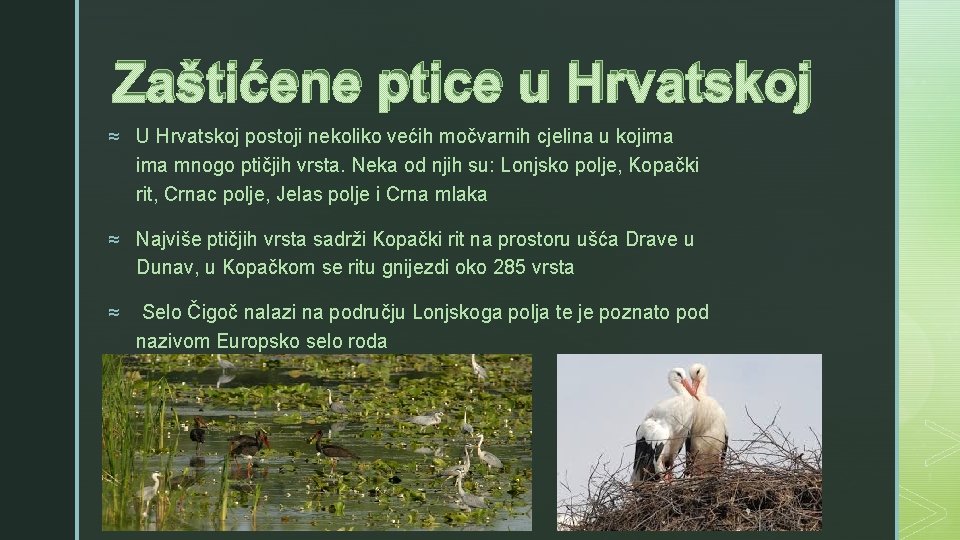 Zaštićene ptice u Hrvatskoj z ≈ U Hrvatskoj postoji nekoliko većih močvarnih cjelina u