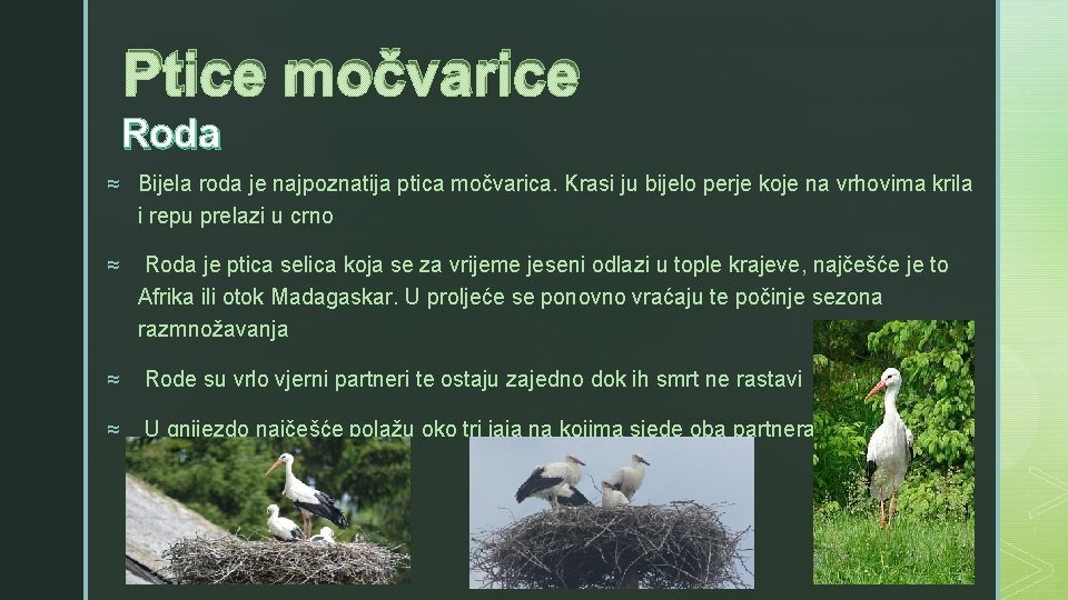 Ptice močvarice z Roda ≈ Bijela roda je najpoznatija ptica močvarica. Krasi ju bijelo