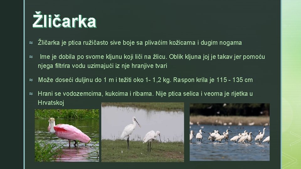 Žličarka z ≈ Žličarka je ptica ružičasto sive boje sa plivaćim kožicama i dugim