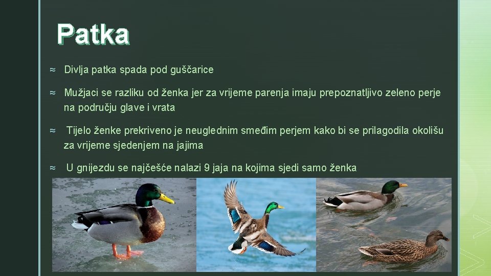 Patka z ≈ Divlja patka spada pod guščarice ≈ Mužjaci se razliku od ženka