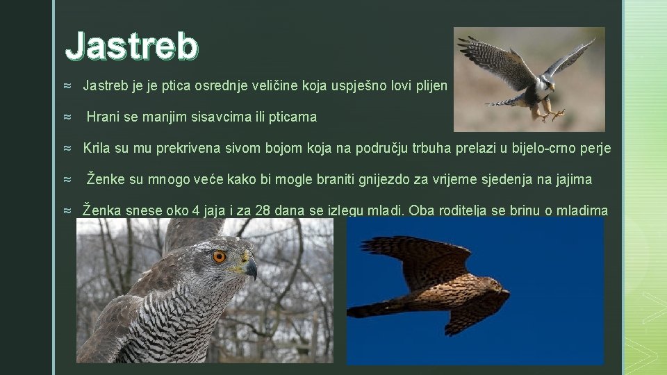Jastreb z ≈ Jastreb je je ptica osrednje veličine koja uspješno lovi plijen ≈