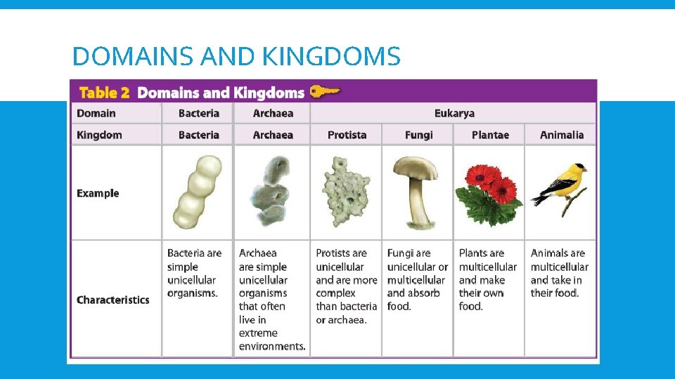 DOMAINS AND KINGDOMS 