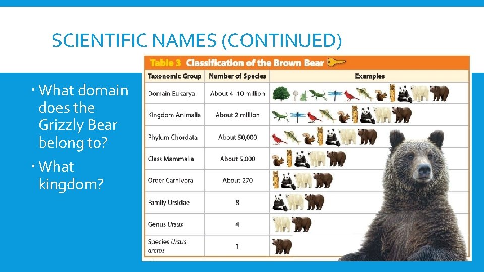 SCIENTIFIC NAMES (CONTINUED) What domain does the Grizzly Bear belong to? What kingdom? 