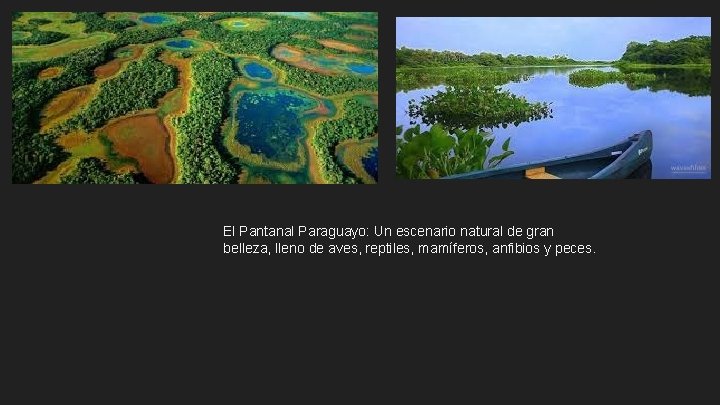 El Pantanal Paraguayo: Un escenario natural de gran belleza, lleno de aves, reptiles, mamíferos,