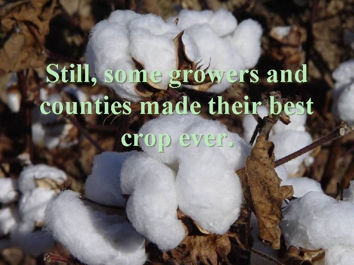 Still, some growers and counties made their best crop ever. 