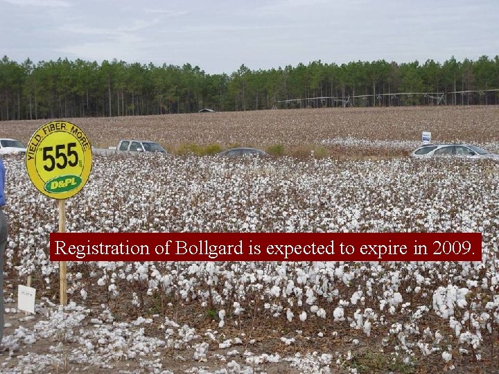 Registration of Bollgard is expected to expire in 2009. 
