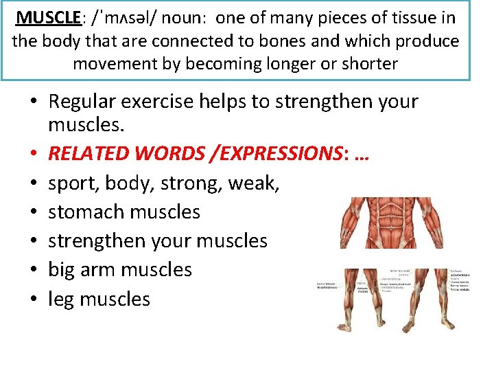MUSCLE: /ˈmʌsəl/ noun: one of many pieces of tissue in the body that are
