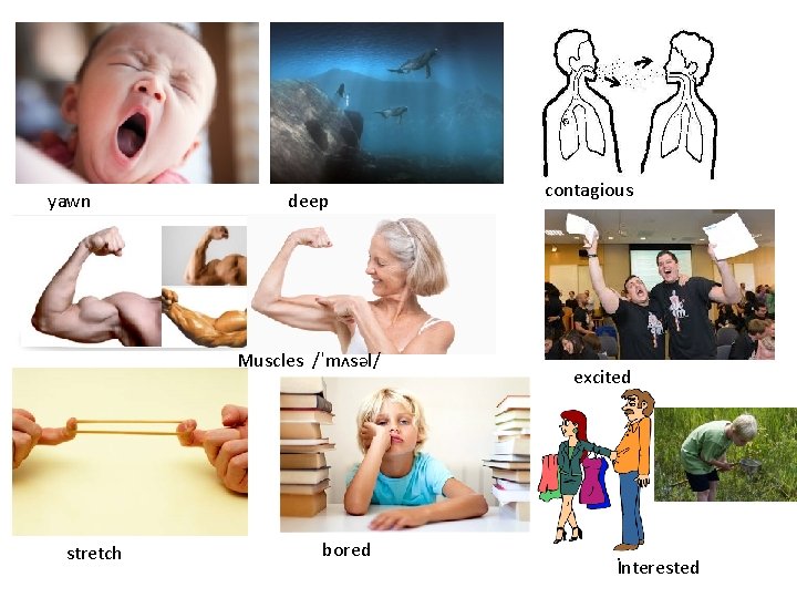 yawn deep Muscles /ˈmʌsəl/ stretch bored contagious excited İnterested 