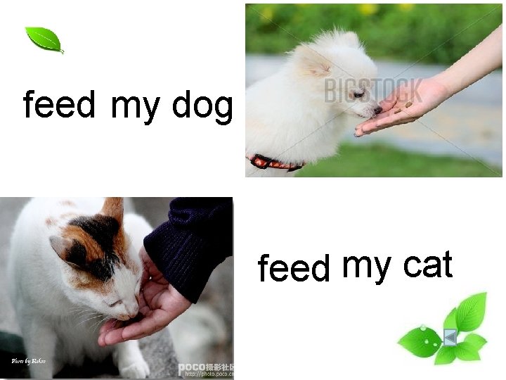 feed my dog feed my cat feed my dog feed my cat