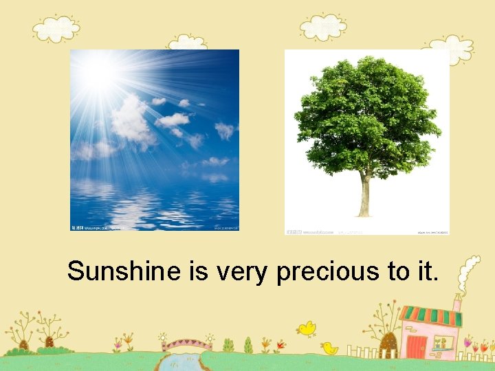 Sunshine is very precious to it. Sunshine is very precious to it.