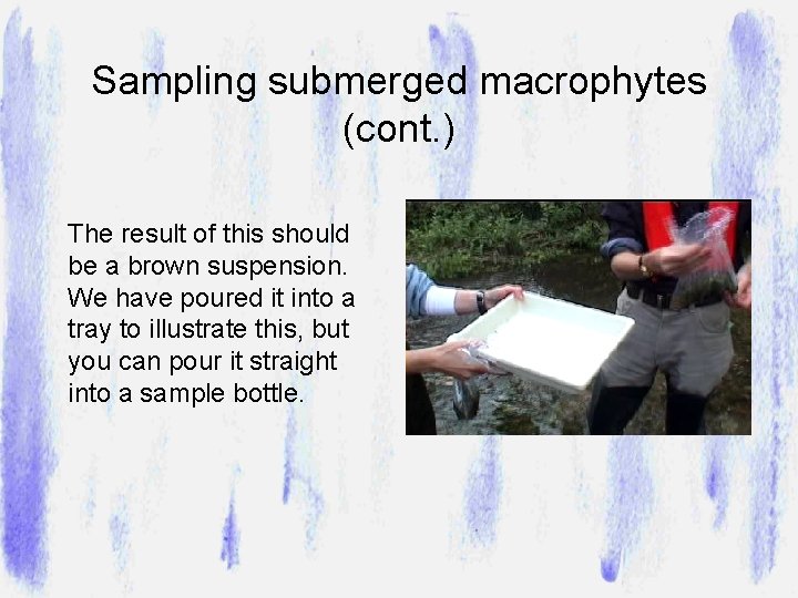 Sampling submerged macrophytes (cont. ) The result of this should be a brown suspension.