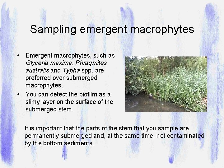 Sampling emergent macrophytes • Emergent macrophytes, such as Glyceria maxima, Phragmites australis and Typha