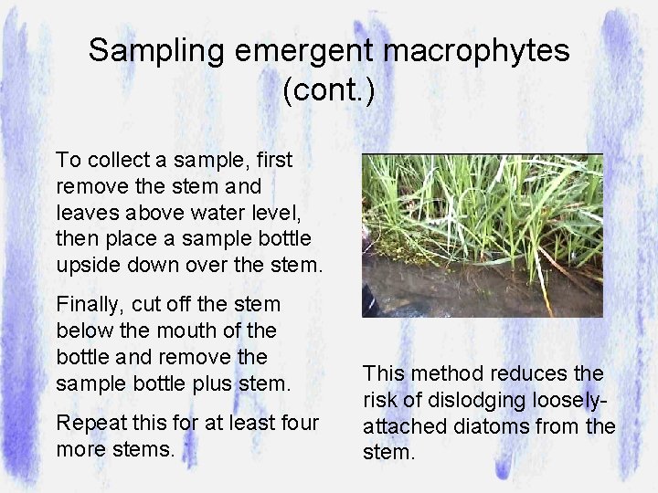 Sampling emergent macrophytes (cont. ) To collect a sample, first remove the stem and