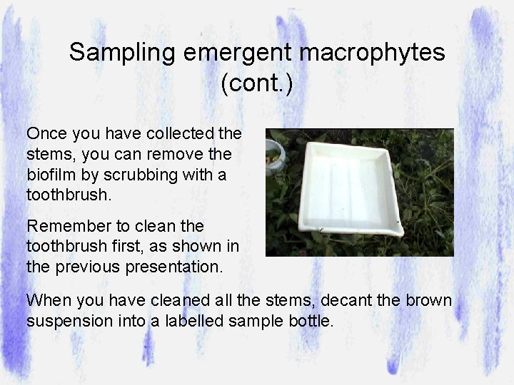 Sampling emergent macrophytes (cont. ) Once you have collected the stems, you can remove