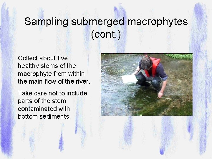 Sampling submerged macrophytes (cont. ) Collect about five healthy stems of the macrophyte from