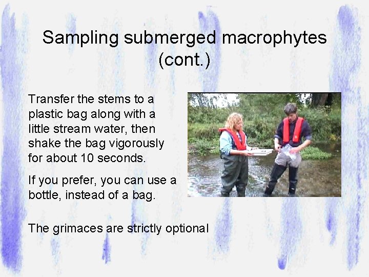 Sampling submerged macrophytes (cont. ) Transfer the stems to a plastic bag along with