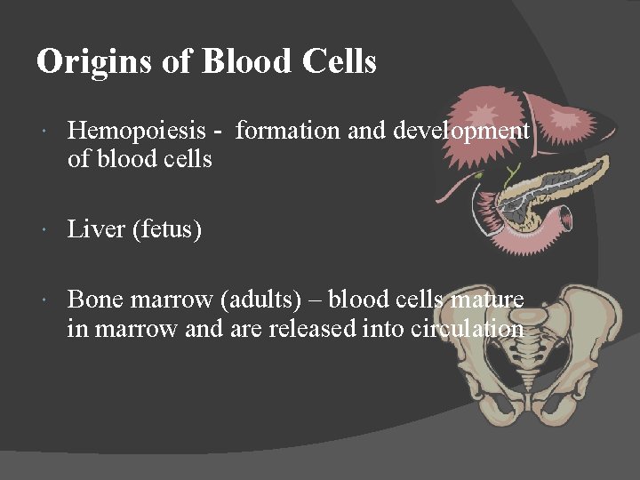 Origins of Blood Cells Hemopoiesis - formation and development of blood cells Liver (fetus)