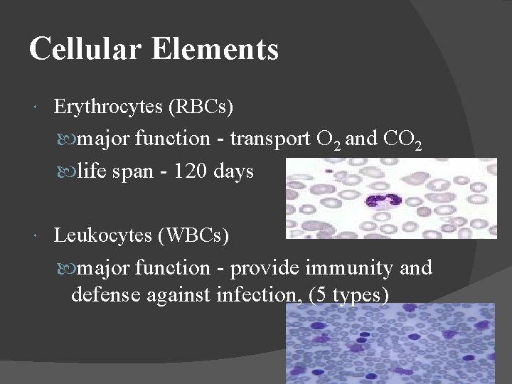 Cellular Elements Erythrocytes (RBCs) major function - transport O 2 and CO 2 life