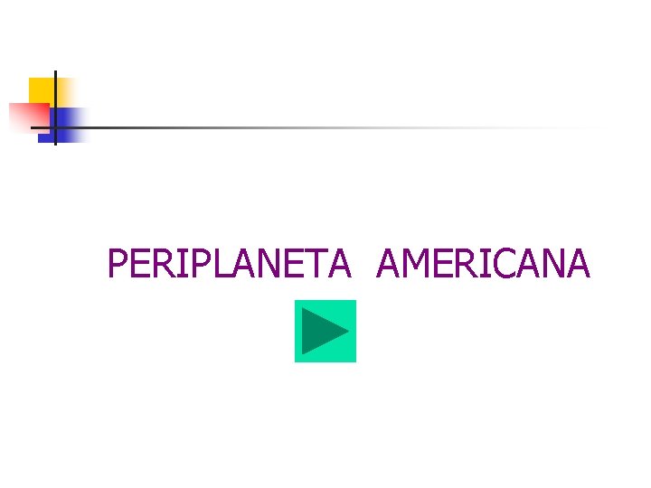 PERIPLANETA AMERICANA PERIPLANETA AMERICANA