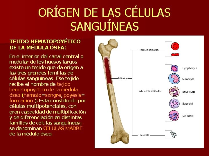 ORÍGEN DE LAS CÉLULAS SANGUÍNEAS TEJIDO HEMATOPOYÉTICO DE LA MÉDULA ÓSEA: En el interior