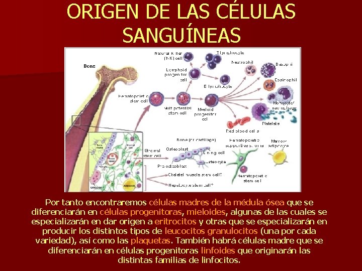 ORIGEN DE LAS CÉLULAS SANGUÍNEAS Por tanto encontraremos células madres de la médula ósea
